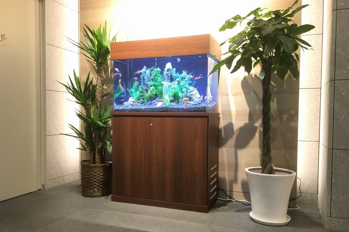 東京都中央区　水槽　金魚