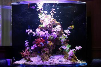 東京できれいな熱帯魚水槽を借りるなら｜水槽レンタルサービス東京